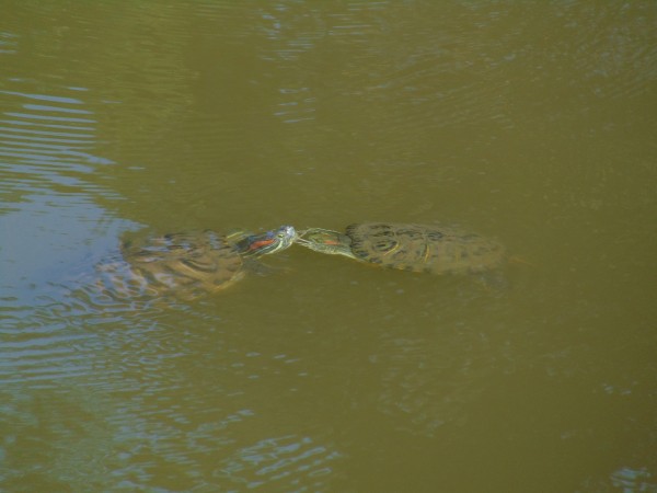 Preview Image 1