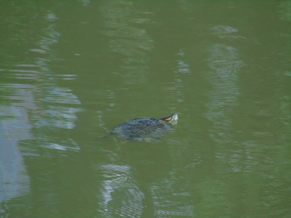 Preview Image 1