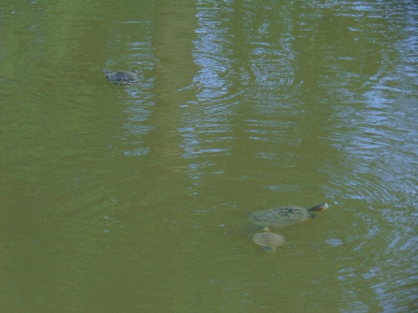 Preview Image 1
