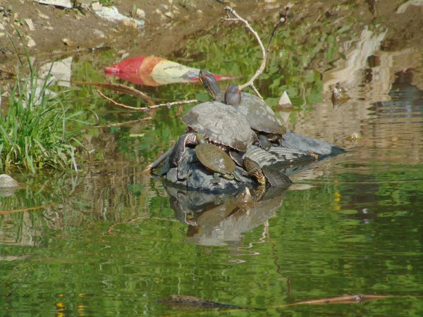 Preview Image 1