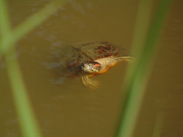Preview Image 1