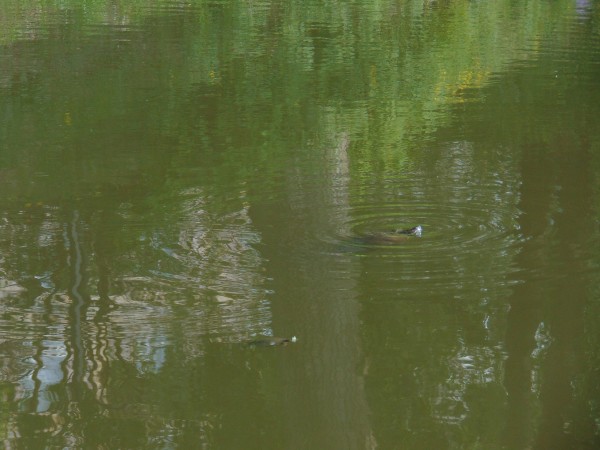 Preview Image 1