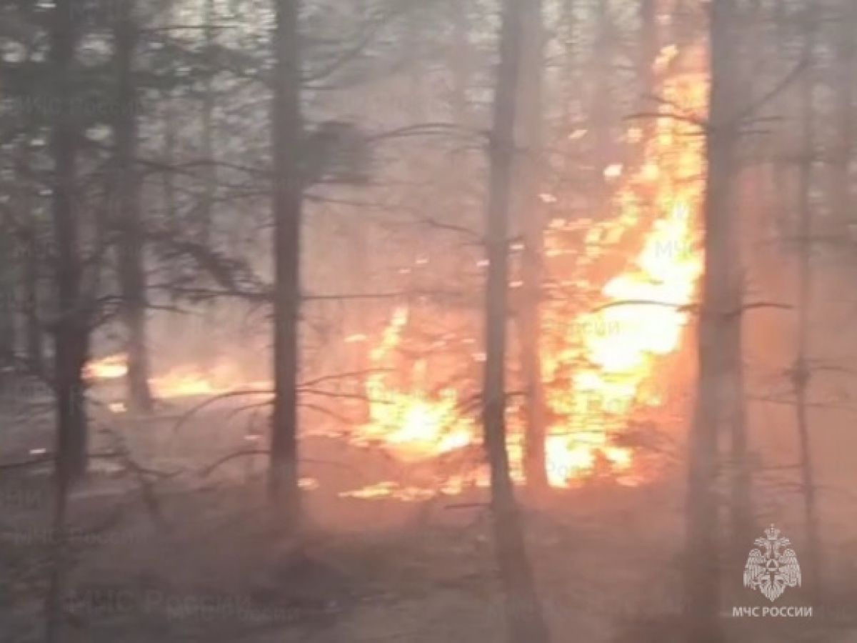 Лесной пожар потушили в Брянской области