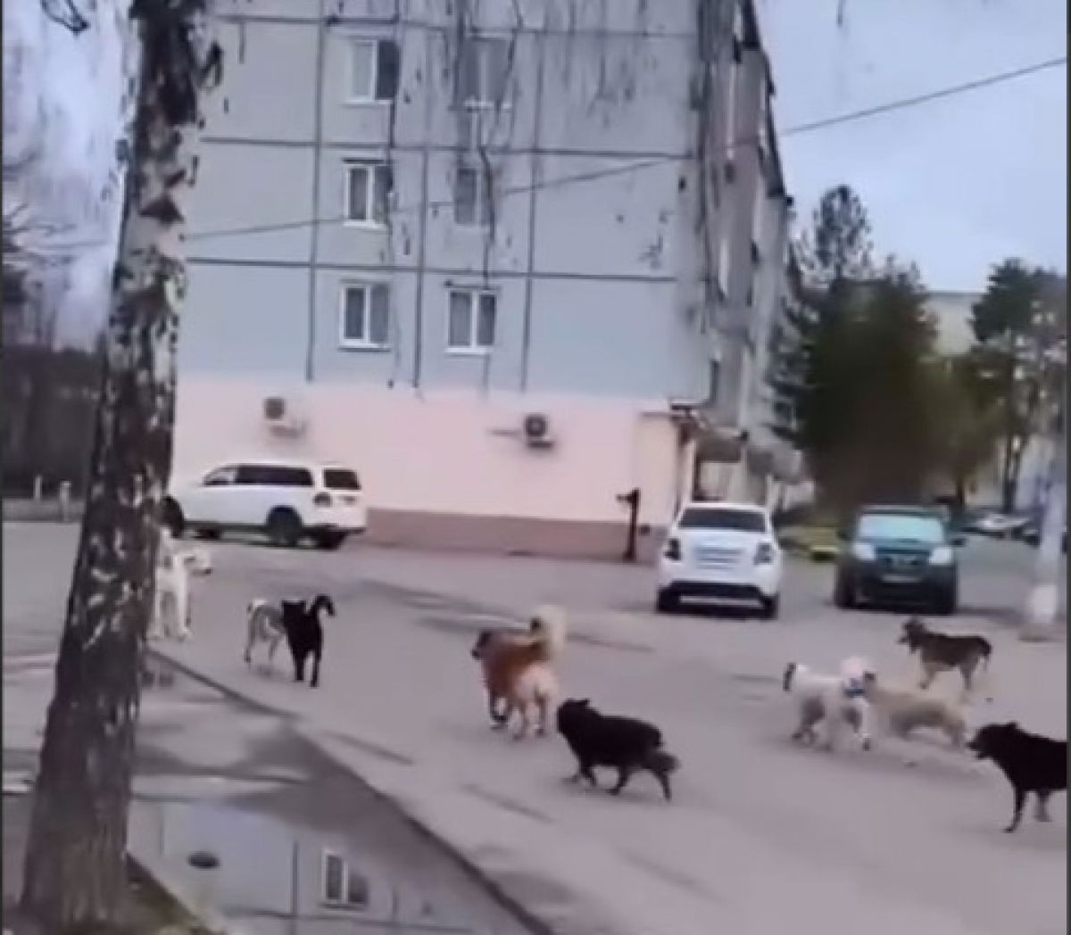 Мессенджер: в Брянской области засняли свору бродячих собак