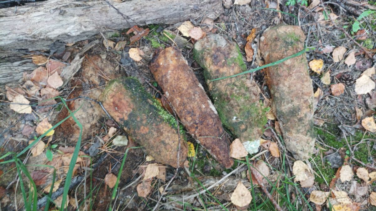 В лесополосе под Брянском нашли 4 артиллерийских снаряда
