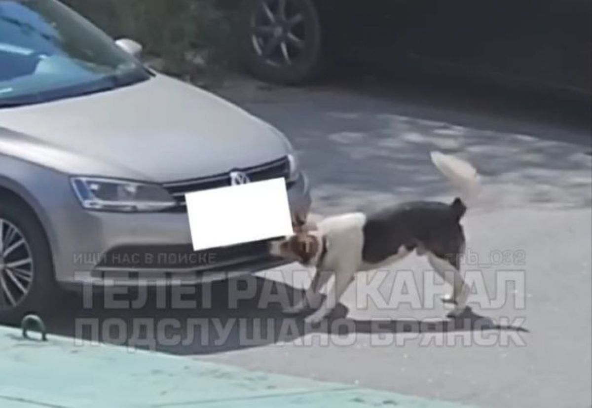 скриншот видео / Подслушано Брянск