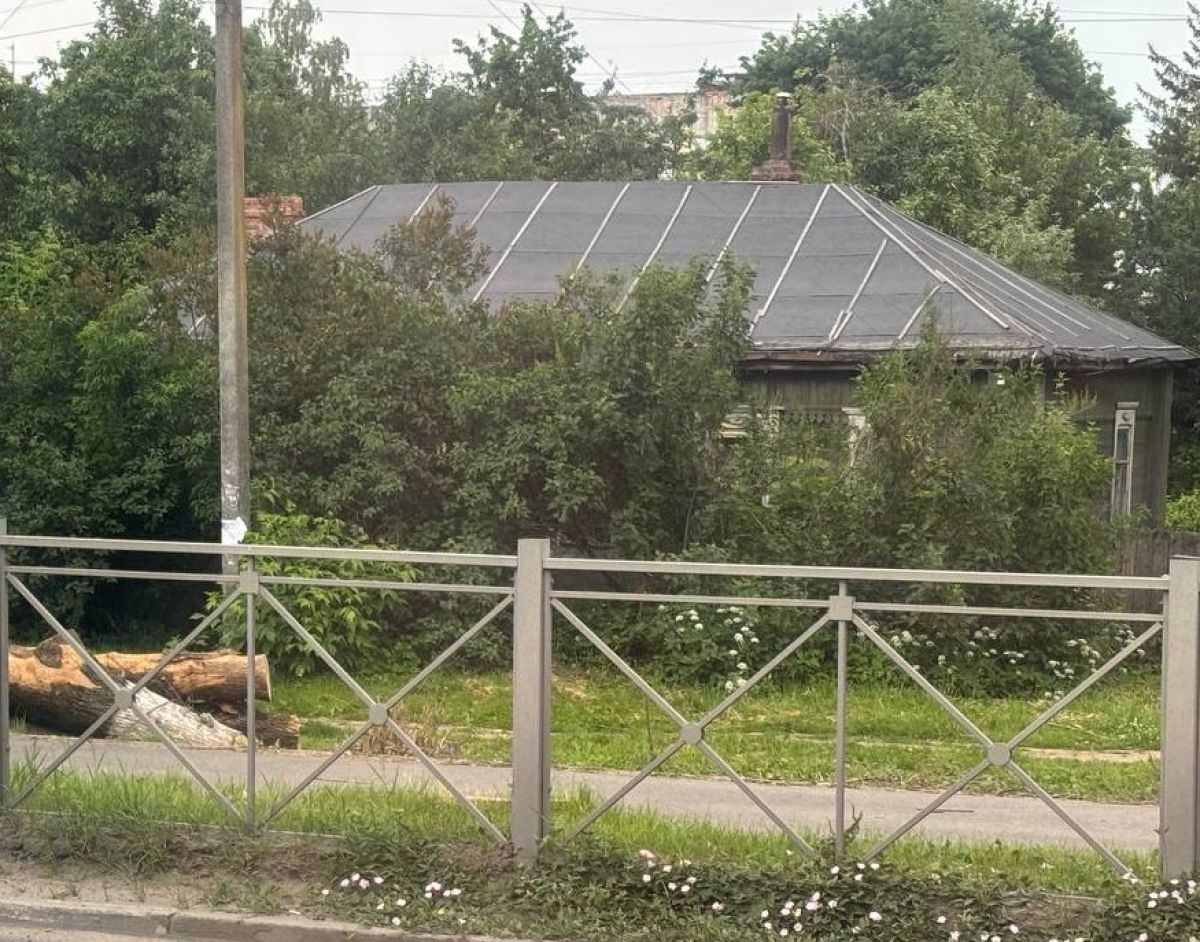 derevo_zh3