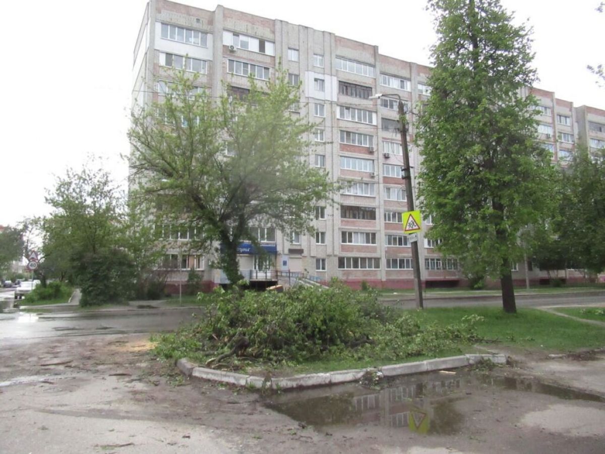 derevo3