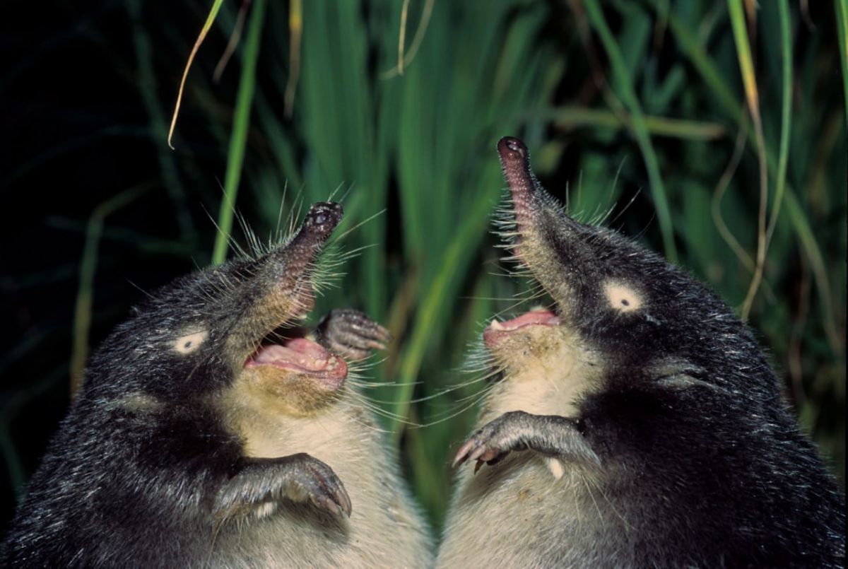 Брянская область запускает масштабный проект по спасению краснокнижной русской выхухоли