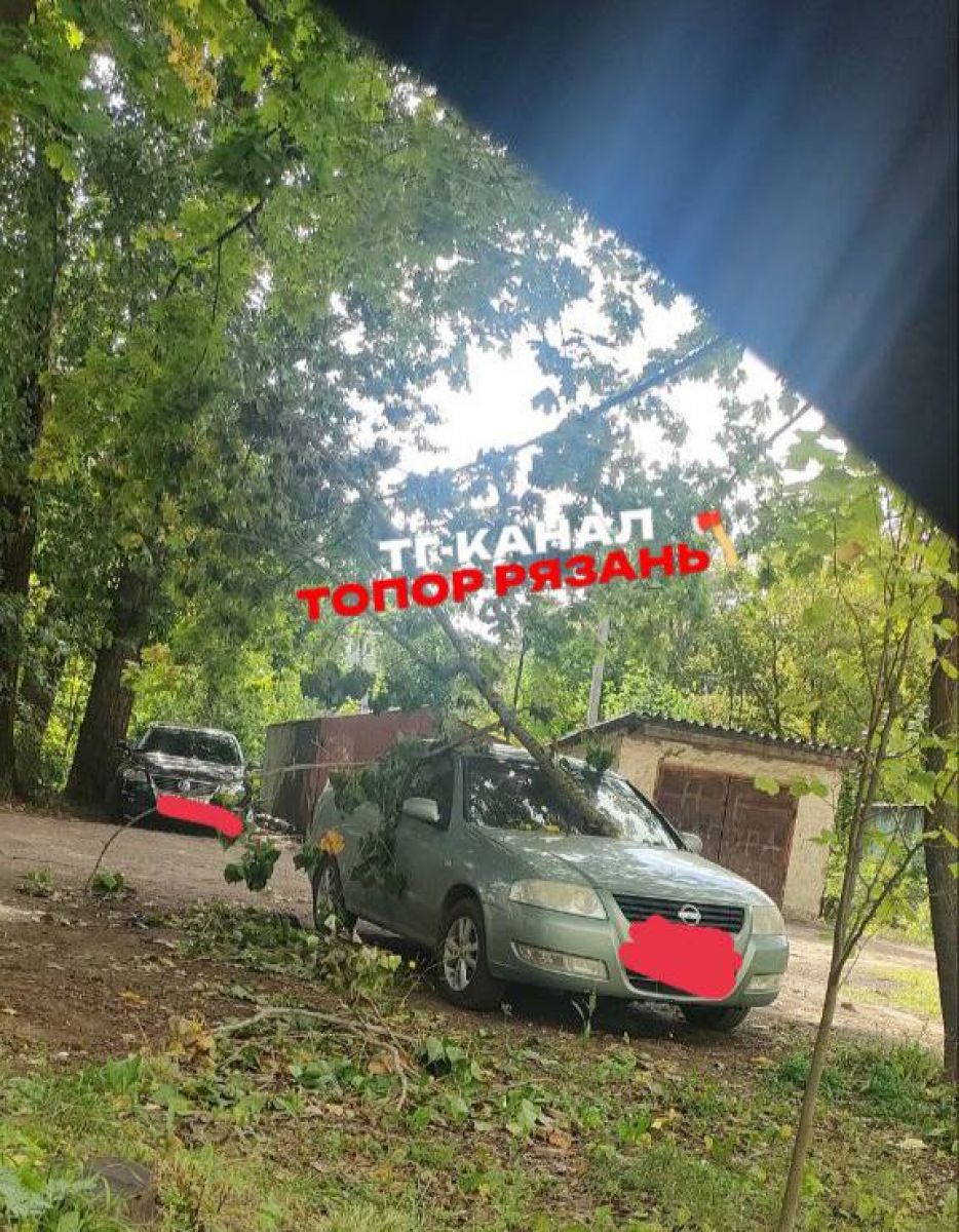 В Рязани на машину рухнуло дерево