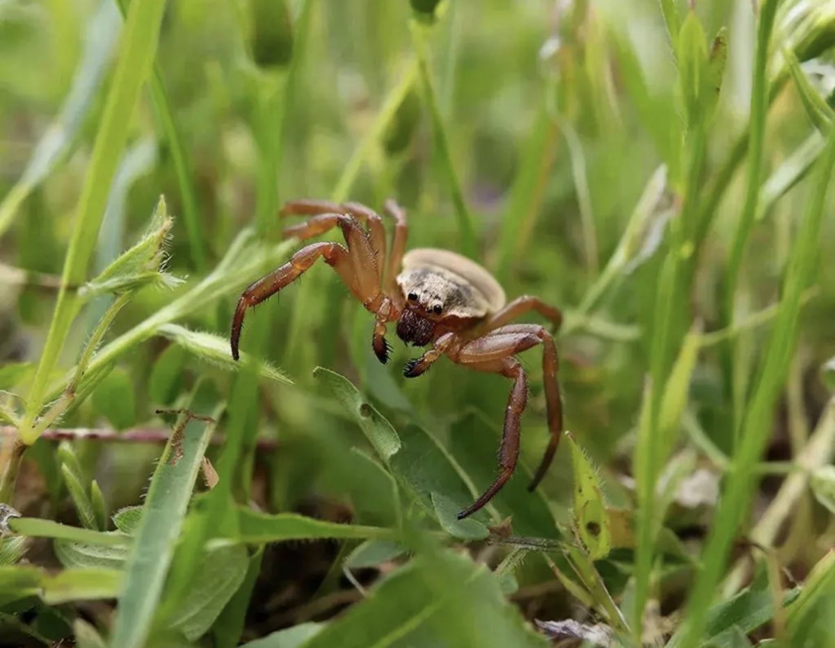 Клещи, энцефалит и вакцинация: что нужно знать каждому перед сезоном