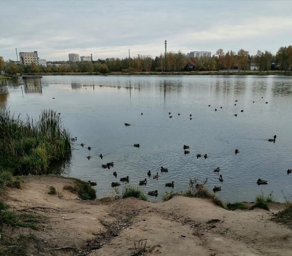 Утренний дайджест: вырубка векового леса, уголовное дело двух подростков и смертельное ДТП