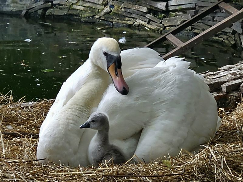 Фото: Ивановский зоологический парк / Ivanovo Zoo / ВКонтакте