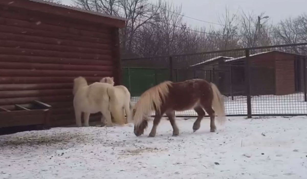 Ивановский зоологический парк / Ivanovo Zoo / ВКонтакте