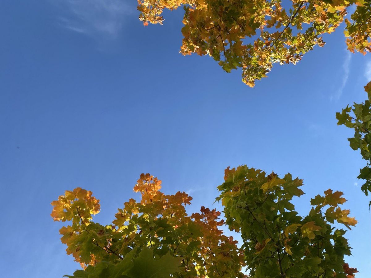 Утренний дайджест: Мэра Владимира обвинили в получении взятки, рассмотрена апелляция по делу адвокатов Навального*