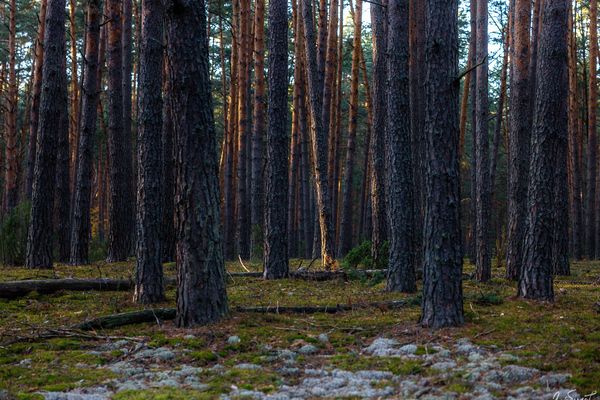 Известный тульский фотограф Гарбузов снял красоту калужского парка Угра