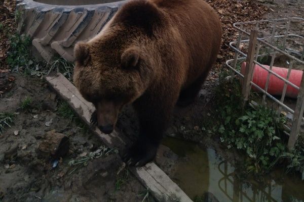 Калужская медведица Маша спрогнозировала морозы