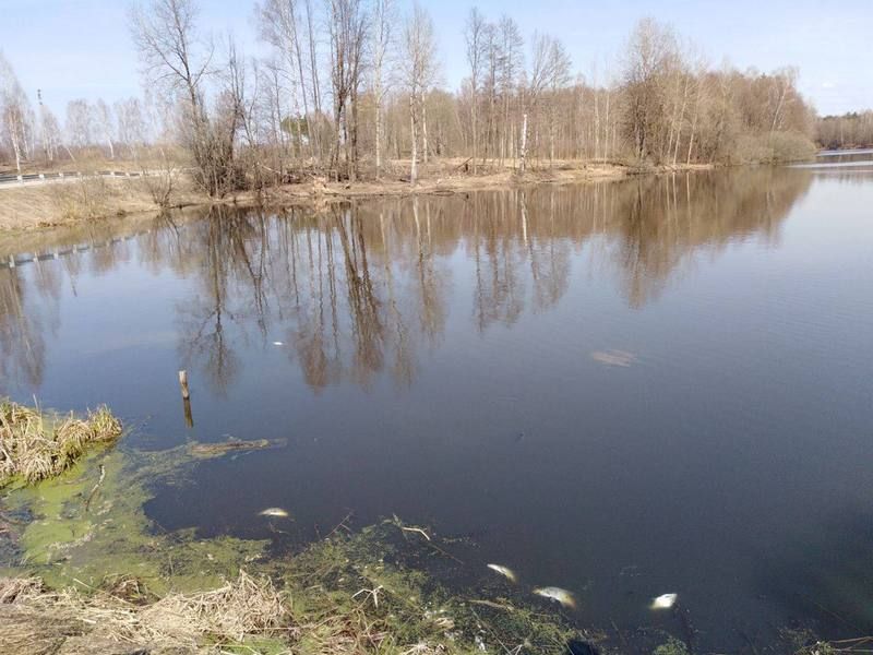 В Калужской области будут судить экс-директора «Русского сыра» за массовую гибель рыбы от навоза