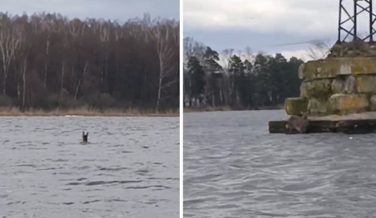 Косулю спасли из воды в Калужской области