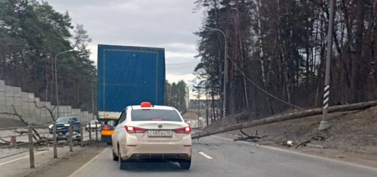 Дерево перекрыло главный въезд в Калугу