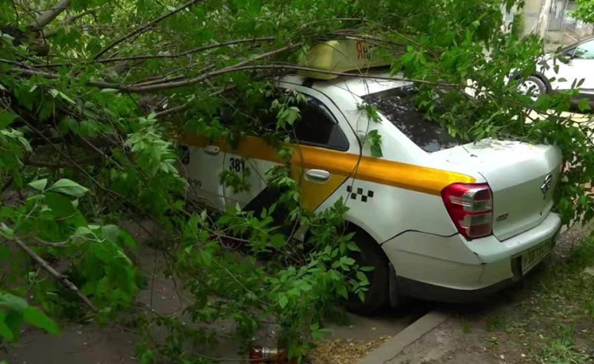 Дерево упало на такси во дворе дома в Калуге