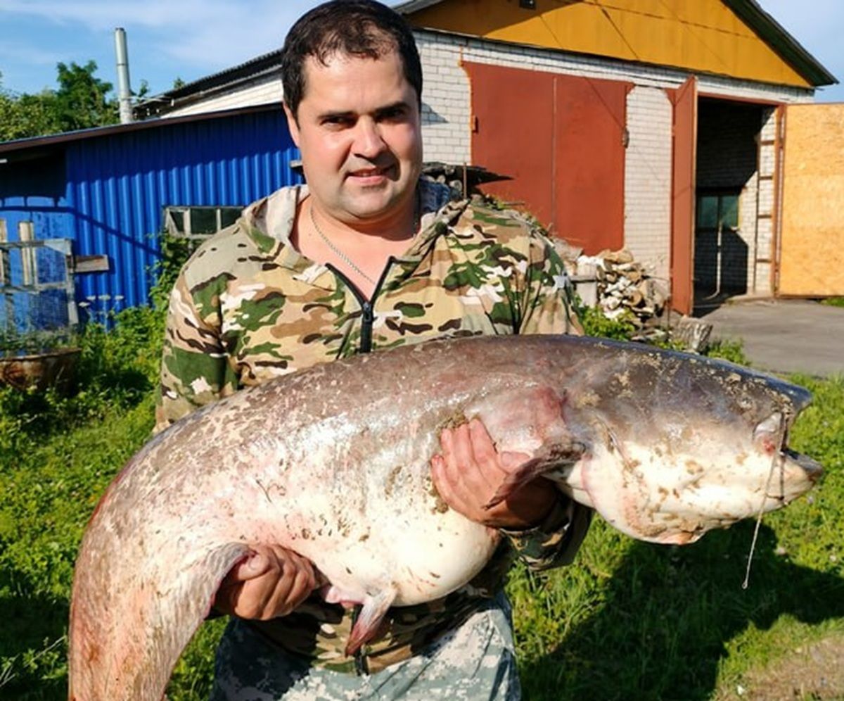 Калужский рыбак выловил в Оке 26-килограммового сома