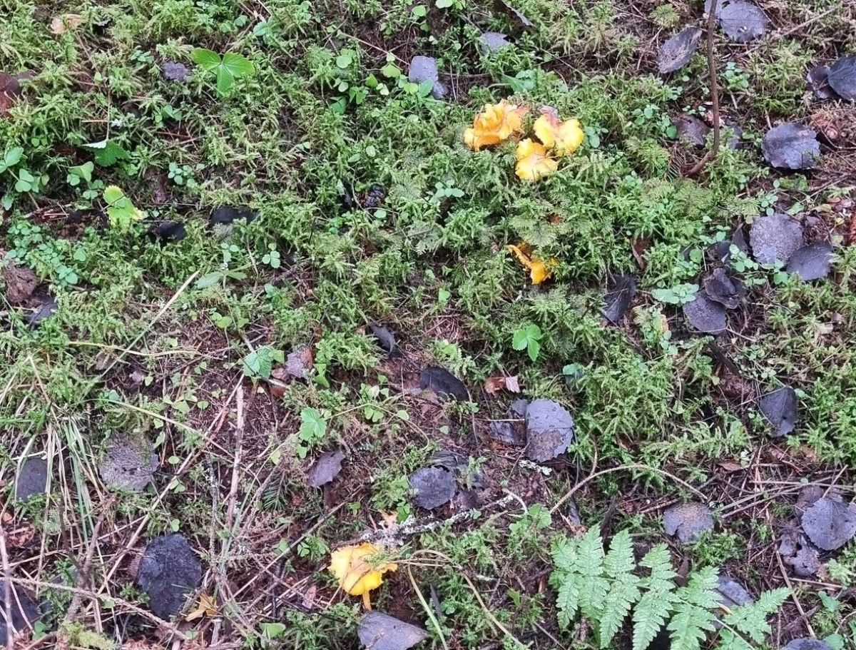 Калужане собирают в декабре грибы