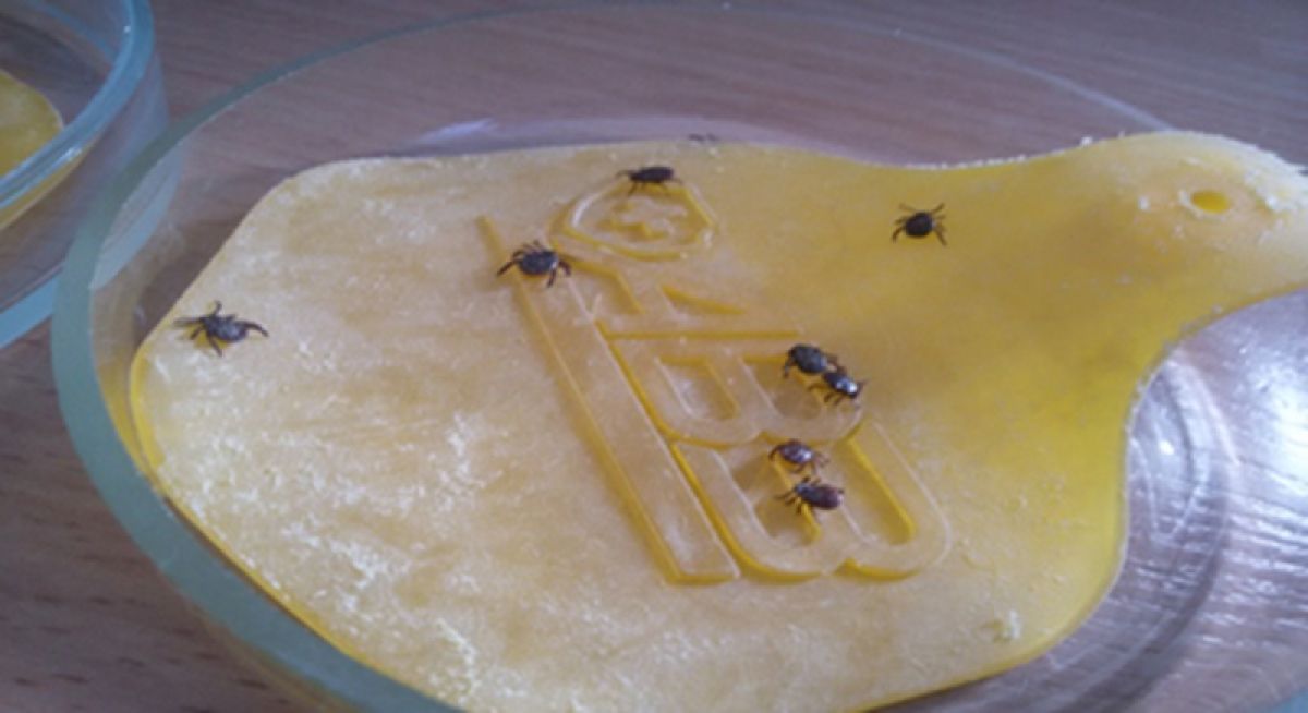 Где биология встречается с цифрой: как в Калуге создают систему прогноза природно-очаговых болезней