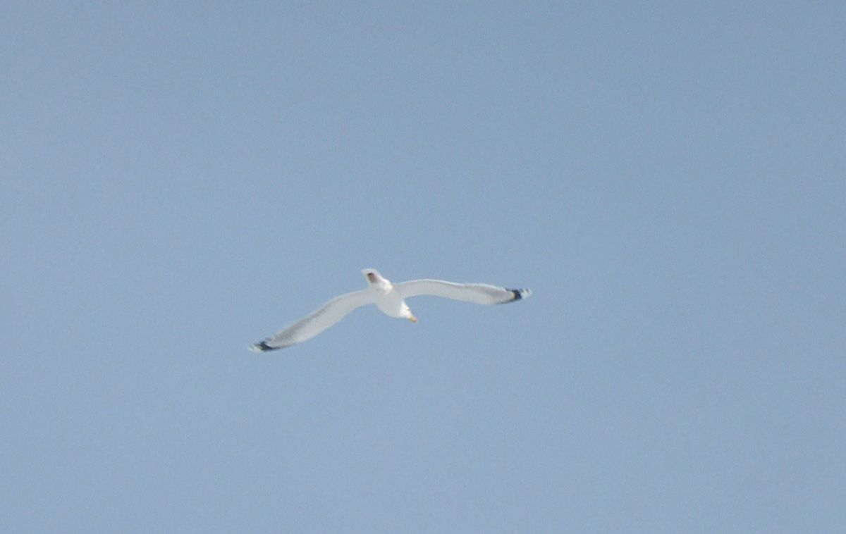 Белоголовые чайки замечены под Калугой: весенний пролёт начался несмотря на зимние морозы