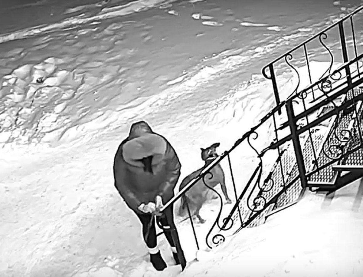 В Калуге женщина привязала пса на морозе и оставила умирать