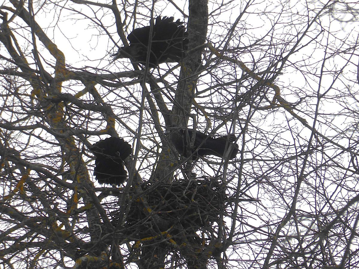 Грачи прилетели! - орнитолог зафиксировал возвращение в Калугу перелетных птиц