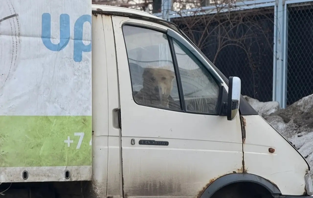 В Калуге пес заперт в машине вторые сутки