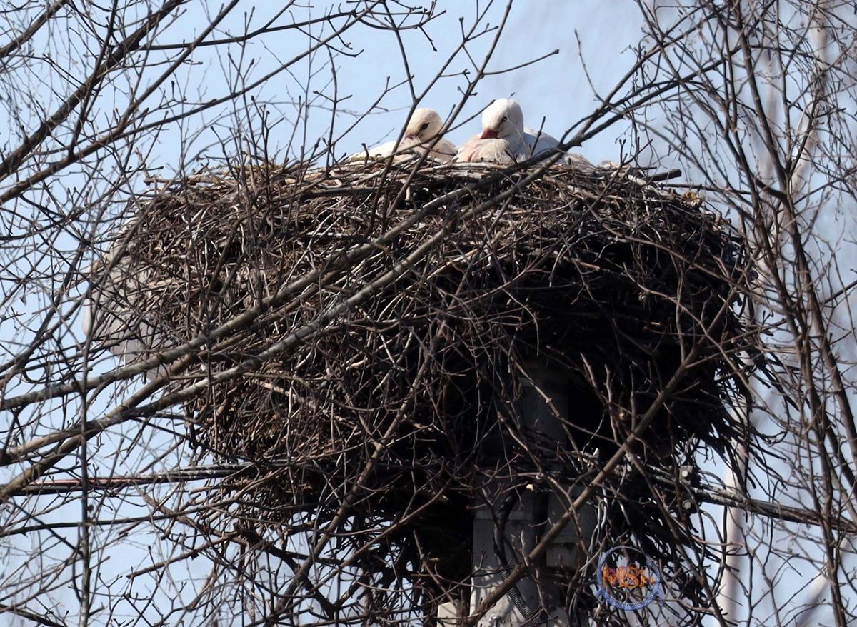 Пара аистов вернулась в гнездо в Жуковском районе Калужской области