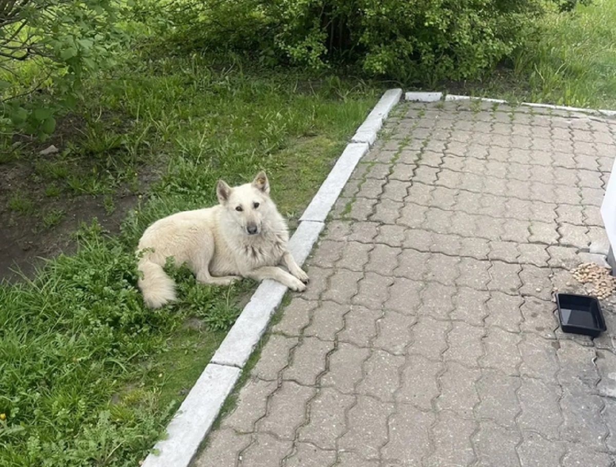 У бездомного пса в Жиздре украли будку, которую поставили местные жители