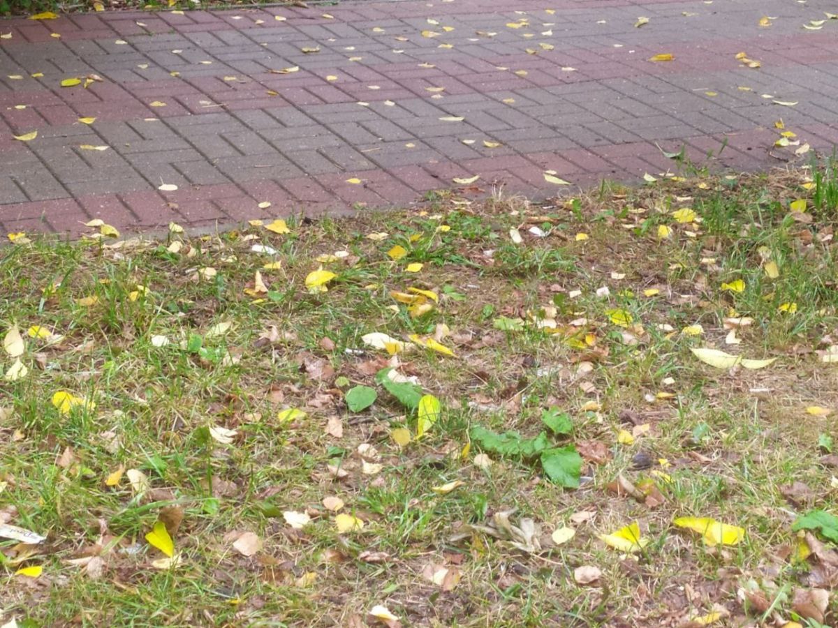 Пропавшая два дня назад сотрудница ТПП в Калуге подверглась ограблению