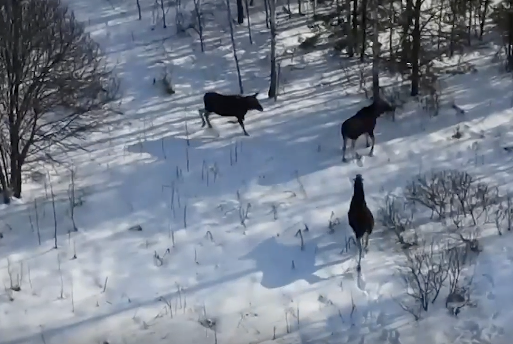 Кадры национального парка "Орловское полесье"