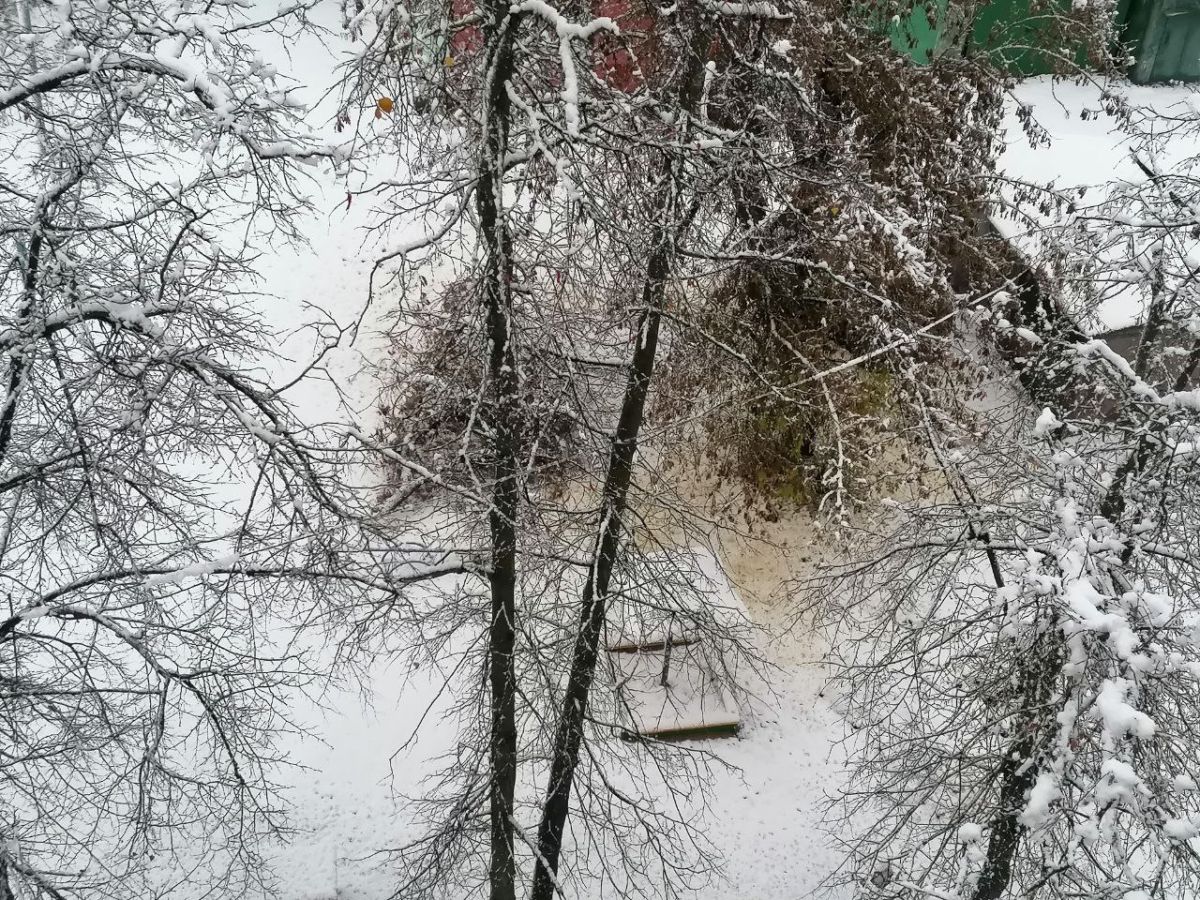 В Орле на детскую площадку рухнуло дерево