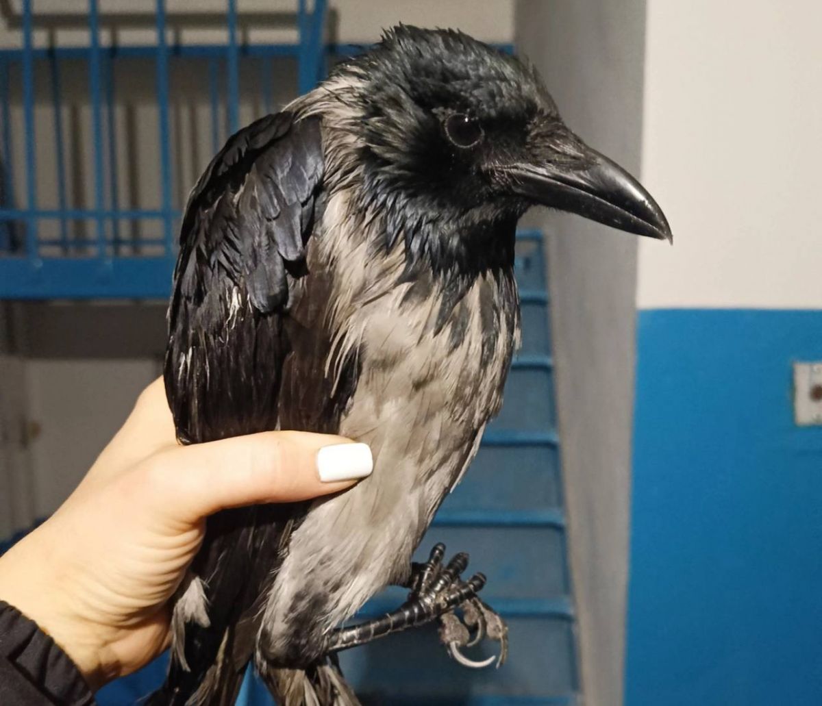 Орловчанка отвоевала обледеневшую ворону у кошки