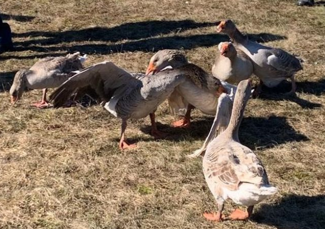 Aburaihan Iran ����: ����.