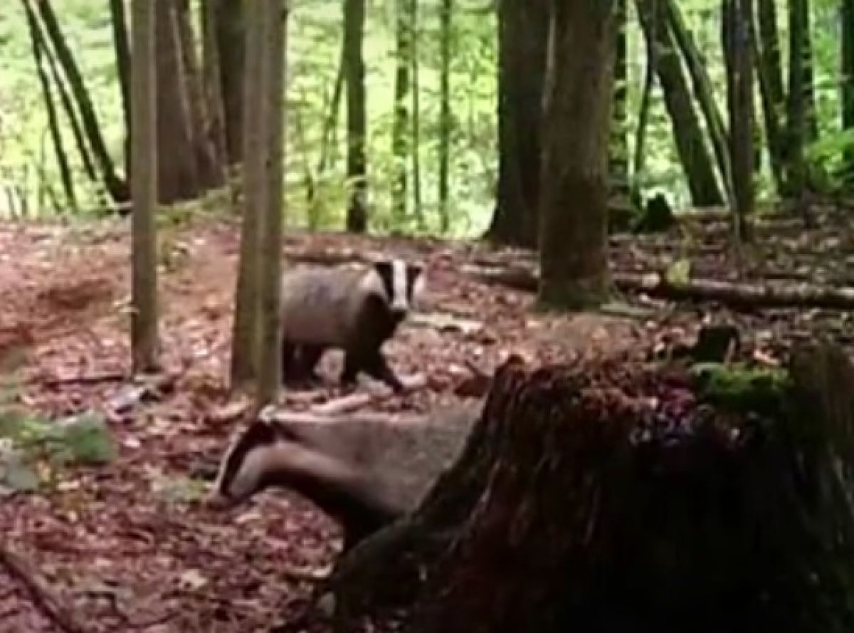 Скриншот с видео Орловского полесья