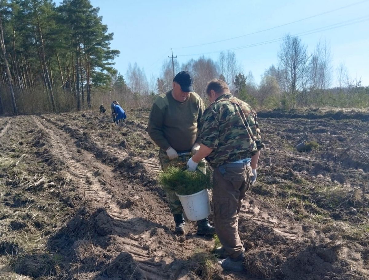 Орловцы с мечами Колесова засадили Урицкий район тысячами сосен