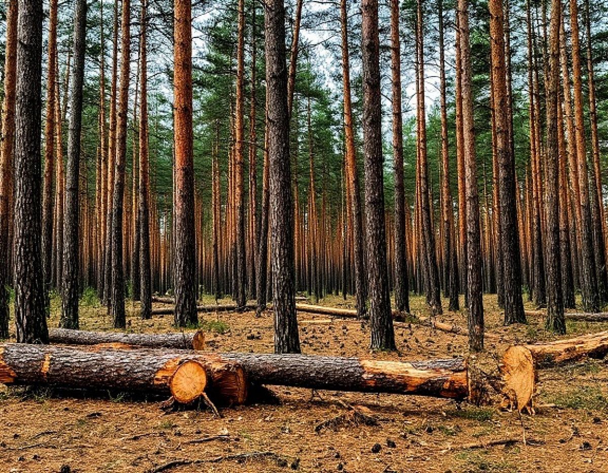 Во Владимирской области неизвестные нелегально рубили сосну