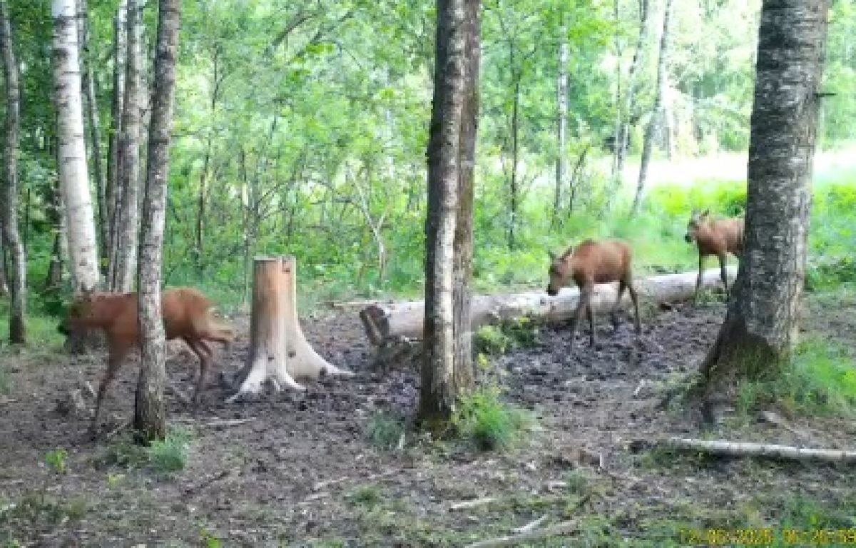 Орловское полесье