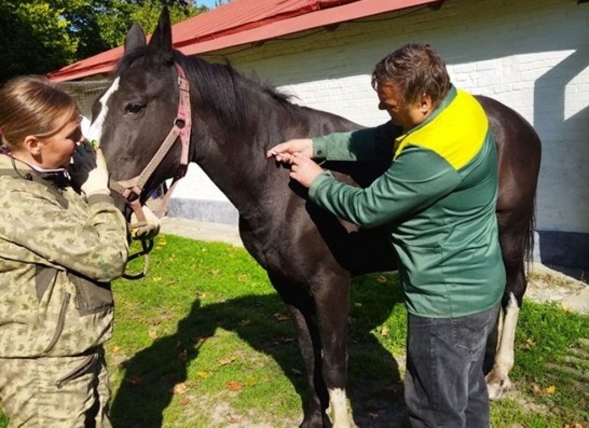Лошадей Спасского-Лутовинова вакцинируют от сибирской язвы
