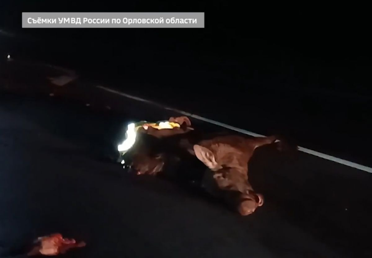ДТП на трассе «Тросна-Калиновка» оказалось летальным и для лося