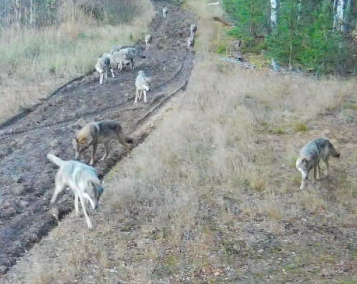 В Окском заповедники запечатлели стаю волков