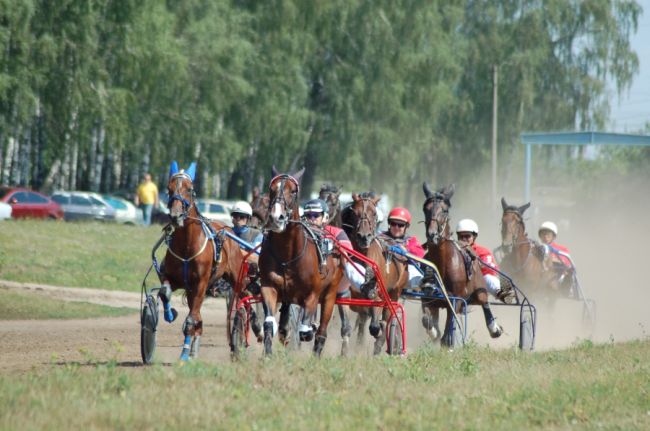 Орловцы смогут понаблюдать за конными бегами