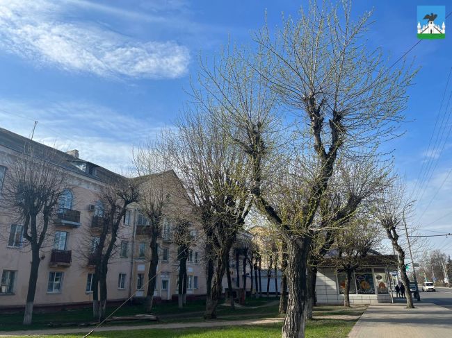 Фото опиловка деревьев