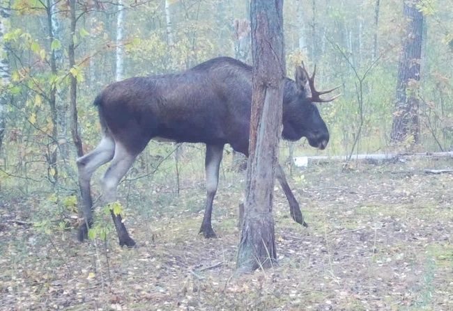 Эксперты назвали причину выхода лосей на дороги Рязанской области