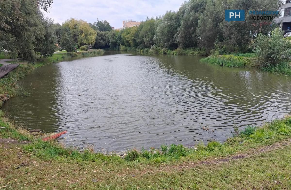 В Рязани выясняют причины массовой гибели рыбы в пруду «Серая шейка»